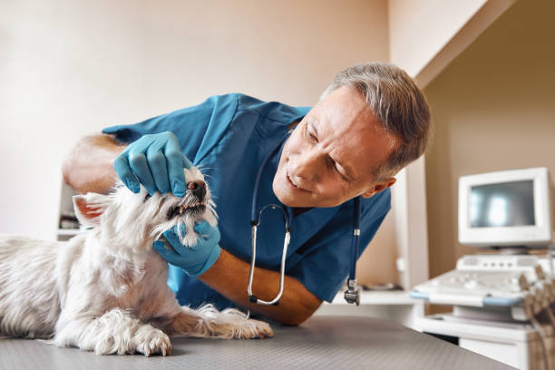 Best Emergency Dental Services for Seniors in Athens, TN